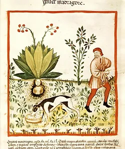Tacuinum Sanitatis Mandrake Dog1