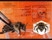 BAT-Abeilles110x86-QR-Aveyronpage-0006