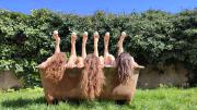 Attention-a-ta-tete-3LePolpesse-Moyen